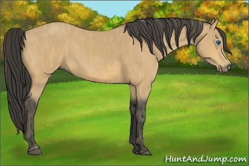 Horse Color:Buckskin Splash Frame Brindle