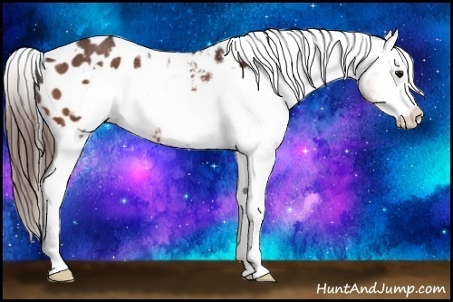 Horse Color:White Spotted Bay Frame Appaloosa Rabicano 