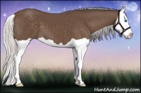 Horse Color:Silver Black Splash