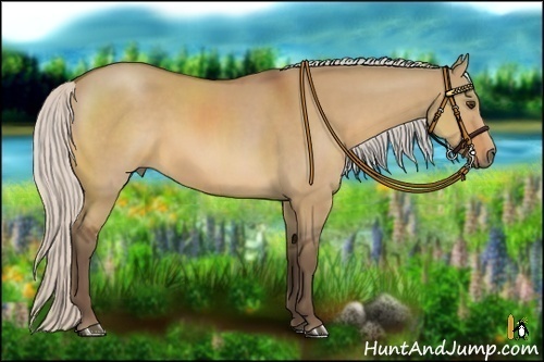 Horse Color:Silver Bay Dun 