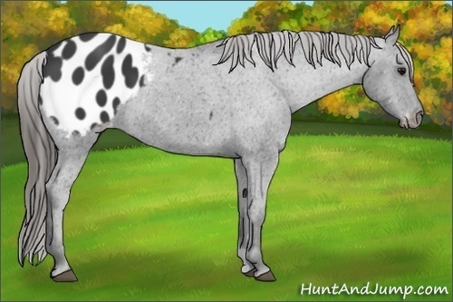 Horse Color:Smoky Black Appaloosa 