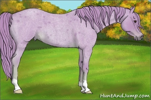 Horse Color:Watercolor Red Roan