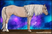 Horse Color:Chestnut Appaloosa 