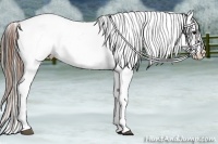 Horse Color:Bay Leopard