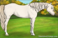 Horse Color:Perlino Roan 