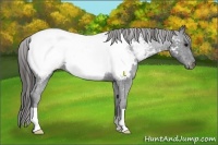 Horse Color:Blue Roan Appaloosa