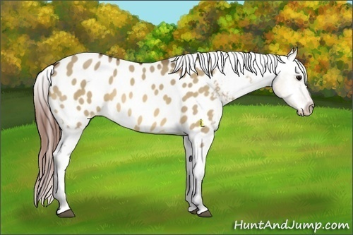 Horse Color:Bay Dun Appaloosa Rabicano 