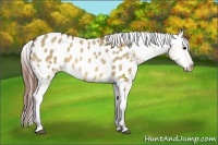 Horse Color:Bay Dun Appaloosa Rabicano 