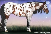 Horse Color:Bay Ice Appaloosa