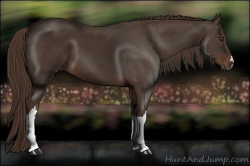 Horse Color:Liver Chestnut