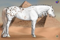Horse Color:Buckskin Varnish 