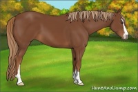 Horse Color:Chestnut Sabino 