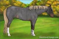 Horse Color:Liver Red Roan 