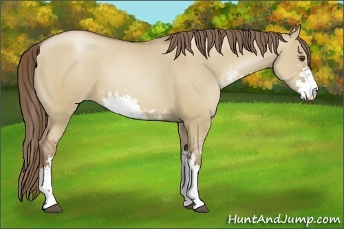 Horse Color:Grullo Pearl Sabino