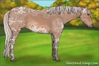 Horse Color:Silver Bay Ice Roan 