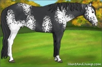 Horse Color:White Spotted Black Sabino
