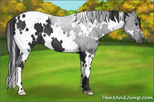 Horse Color:White Spotted Black