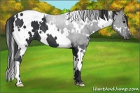 Horse Color:White Spotted Black 
