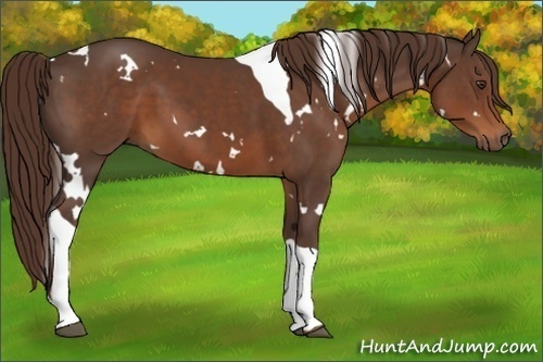 Horse Color:White Spotted Liver Chestnut Tobiano 