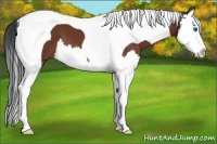 Horse Color:Bay Splash Tobiano