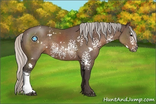 Horse Color:White Spotted Silver Black