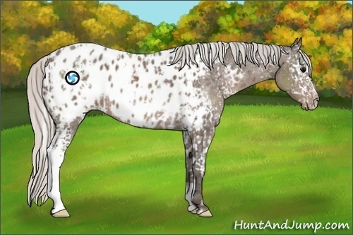 Horse Color:White Spotted Silver Black Sabino Appaloosa  and White Spotted Silver Black Sabino Appaloosa 