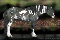 Horse Color:White Spotted Black Sabino