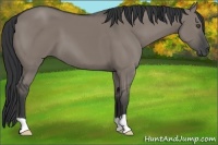 Horse Color:Grullo 