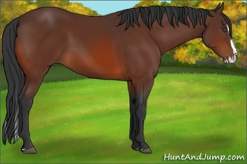 Horse Color:Bay Sabino Splash 