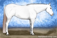 Horse Color:Bay Tobiano Blanket 