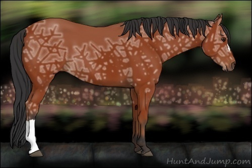 Horse Color:Bay Ice 