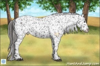 Horse Color:Black Appaloosa Rabicano 