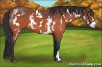 Horse Color:White Spotted Brown Roan Frame