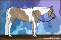Horse Color:Silver Grullo Tobiano 