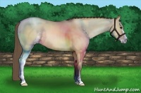 Horse Color:Grullo Pearl Sabino