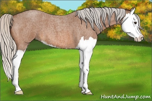 Horse Color:Silver Bay Roan Sabino Splash 