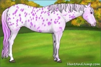Horse Color:Watercolor Chestnut Appaloosa 