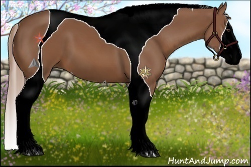 Horse Color:Chestnut Tobiano