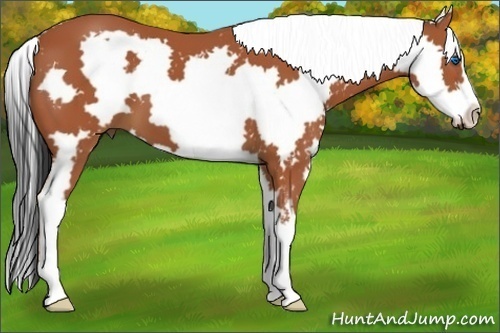 Horse Color:White Spotted Bay Splash Frame 