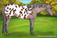 Horse Color:Bay Appaloosa