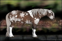 Horse Color:White Spotted Silver Bay Ice Tobiano Rabicano