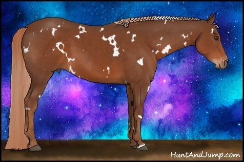 Horse Color:White Spotted Chestnut 