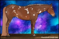 Horse Color:White Spotted Chestnut 