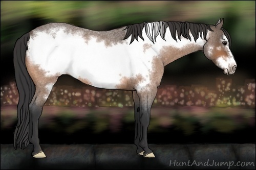 Horse Color:Buckskin Roan Frame 