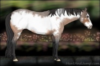 Horse Color:Buckskin Roan Frame 