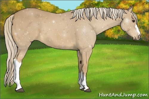 Horse Color:Palomino 