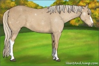 Horse Color:Palomino 