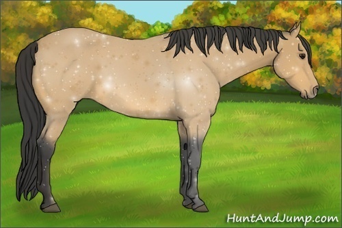 Horse Color:Buckskin 