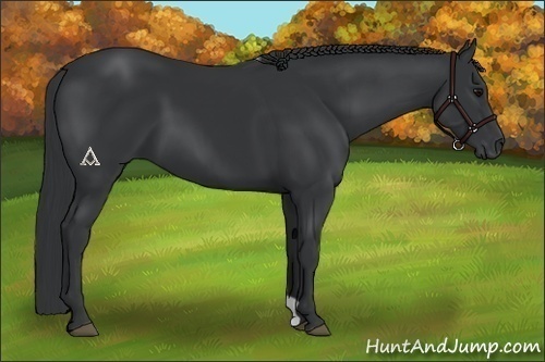 Horse Color:Black 