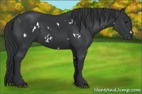 Horse Color:White Spotted Black